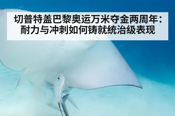 切普特盖巴黎奥运万米夺金两周年：耐力与冲刺如何铸就统治级表现